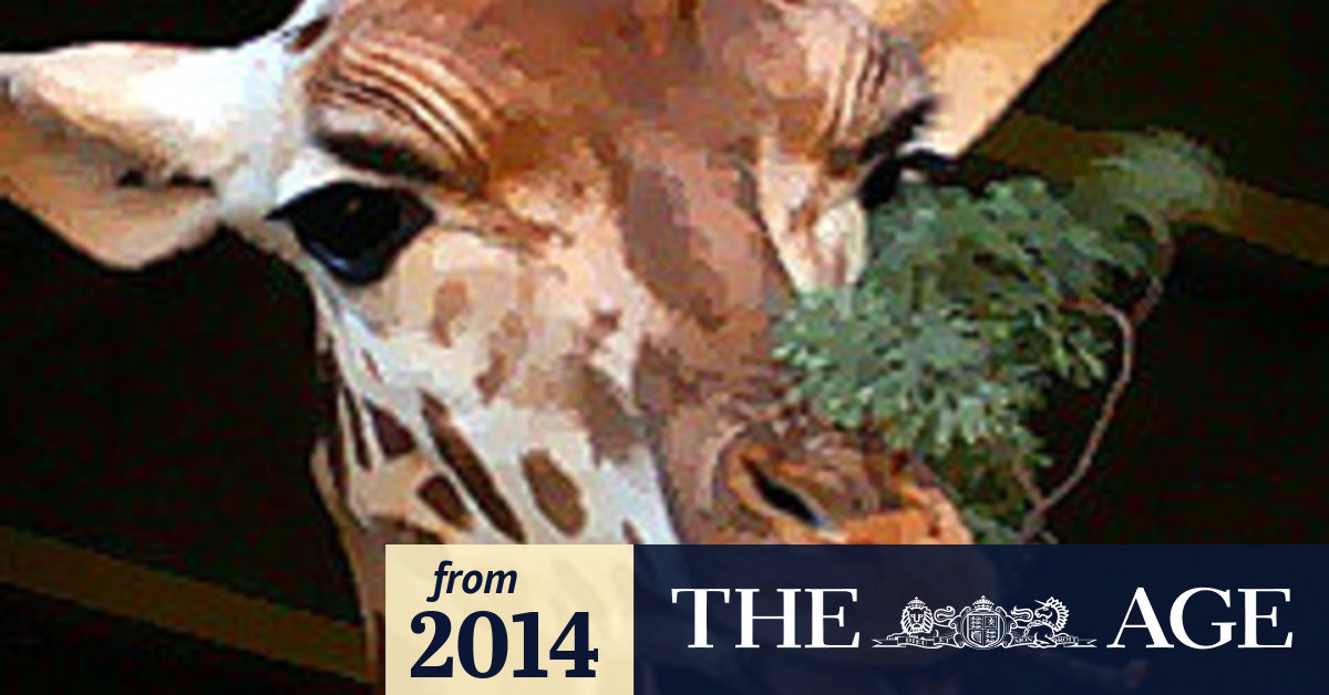 Marius the giraffe killed at Copenhagen Zoo and fed to lions